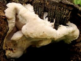 Attēlu rezultāti vaicājumam “Aurantiporus fissilis”