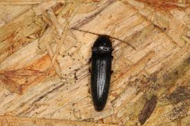 Attēlu rezultāti vaicājumam “Melanotus sp.”