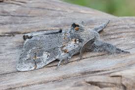 Attēlu rezultāti vaicājumam “Gynaephora selenitica larva”