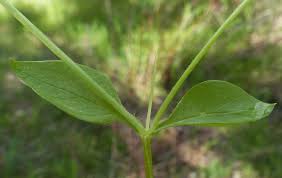 Attēlu rezultāti vaicājumam “Stellaria pallida”