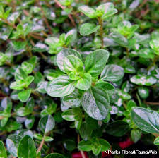 Attēlu rezultāti vaicājumam “Thymus serpyllum leaf”