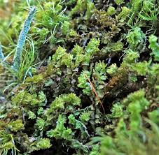 Attēlu rezultāti vaicājumam “Barbilophozia barbata”