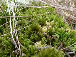 Attēlu rezultāti vaicājumam “Dicranum bonjeanii”