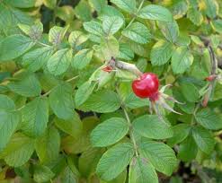 Attēlu rezultāti vaicājumam “Rosa majalis fruit”