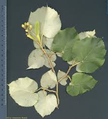 Attēlu rezultāti vaicājumam “Tilia tomentosa leaf”