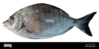 Image result for Diplodus puntazzo
