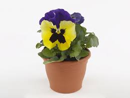 Image result for Viola wittrockiana