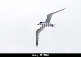 Attēlu rezultāti vaicājumam “Sterna sandvicensis adult”