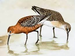 Attēlu rezultāti vaicājumam “Calidris ferruginea adult”