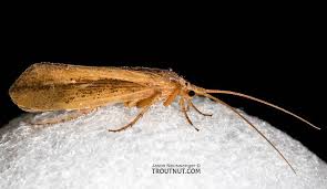 Attēlu rezultāti vaicājumam “Trichoptera”