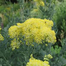 Attēlu rezultāti vaicājumam “Thalictrum flavum flower”