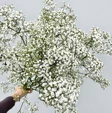 Attēlu rezultāti vaicājumam “Gypsophila fastigiata flower”