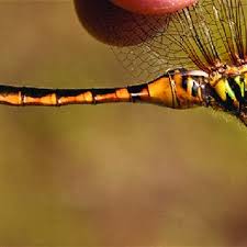 Attēlu rezultāti vaicājumam “Cordulidae”