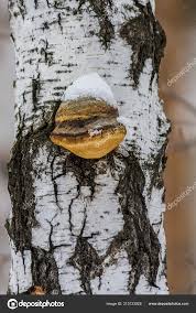 Attēlu rezultāti vaicājumam “Inonotus obliquus”