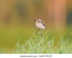 Attēlu rezultāti vaicājumam “Saxicola rubetra adult”