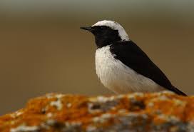 Image result for Oenanthe pleschanka