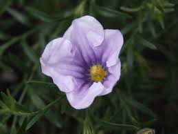 Image result for Nierembergia