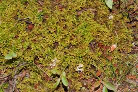 Attēlu rezultāti vaicājumam “Bazzania trilobata”