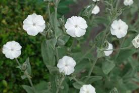Image result for Lychnis coronaria alba