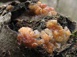 Attēlu rezultāti vaicājumam “Exidia cartilaginea”