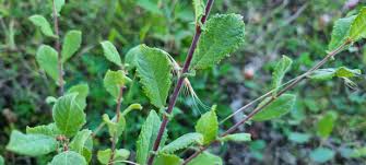 Attēlu rezultāti vaicājumam “Salix aurita”