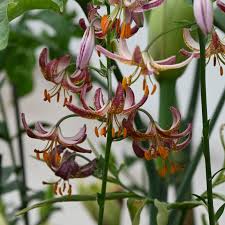 Attēlu rezultāti vaicājumam “Lilium martagon fruit”