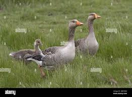 Attēlu rezultāti vaicājumam “Anser anser juvenile”