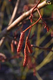 Attēlu rezultāti vaicājumam “Alnus incana female flower”