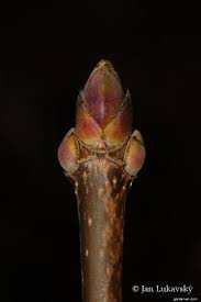 Attēlu rezultāti vaicājumam “Acer platanoides bud”