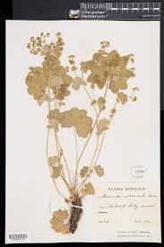 Attēlu rezultāti vaicājumam “Alchemilla subcrenata  flower”