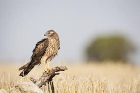 Attēlu rezultāti vaicājumam “Circus pygargus”