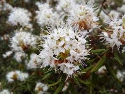 Attēlu rezultāti vaicājumam “Ledum palustre”