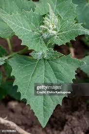 Attēlu rezultāti vaicājumam “Atriplex calotheca leaf”