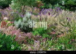Attēlu rezultāti vaicājumam “Calamagrostis purpurea”