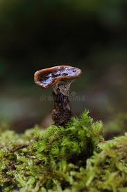 Attēlu rezultāti vaicājumam “Coltricia perennis”