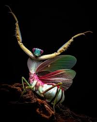 Attēlu rezultāti vaicājumam “Diderma roanense macro”