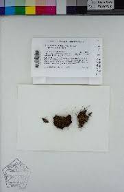 Attēlu rezultāti vaicājumam “Leiocolea heterocolpos”