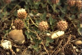 Attēlu rezultāti vaicājumam “Trifolium fragiferum fruit”