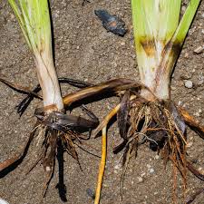 Attēlu rezultāti vaicājumam “Sparganium erectum aggr. leaf”