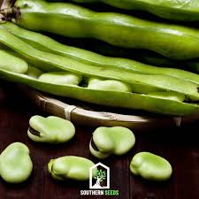 Attēlu rezultāti vaicājumam “Vicia faba”