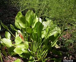 Attēlu rezultāti vaicājumam “Alisma plantago-aquatica”