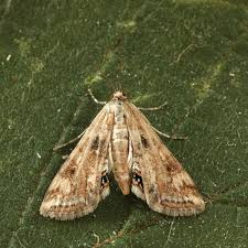 Attēlu rezultāti vaicājumam “Cataclysta lemnata”