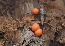 Attēlu rezultāti vaicājumam “Lycogala cf. oleocrystalliferum sessile”