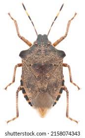 Attēlu rezultāti vaicājumam “Troilus luridus”