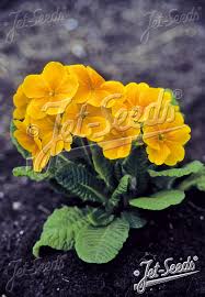Image result for Primula elatior