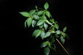 Attēlu rezultāti vaicājumam “Cannabaceae”