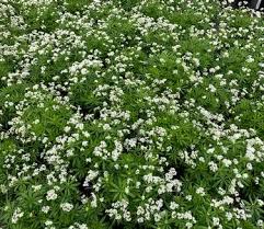 Image result for Galium odoratum