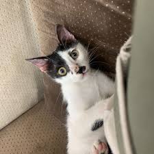 Image result for kitler