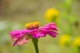 Image result for Zinnia violacea