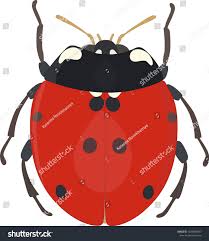 Attēlu rezultāti vaicājumam “Coccinella septempunctata imago”